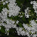 Romantica San Bartolomé