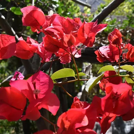 Romantica לינה וארוחת בוקר *