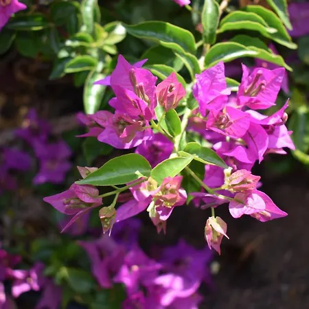 Romantica Bed & Breakfast San Bartolome de Tirajana (Gran Canaria)