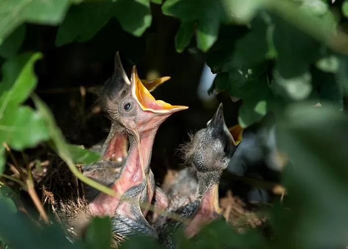 Romantica San Bartolomé