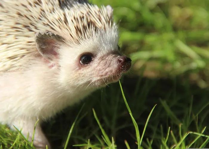 Romantica Alojamento de Acomodação e Pequeno-almoço