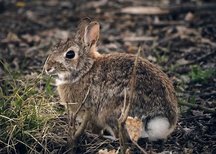 Romantica Alojamento de Acomodação e Pequeno-almoço