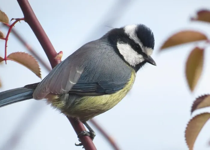 Alojamento de Acomodação e Pequeno-almoço Romantica 4*
