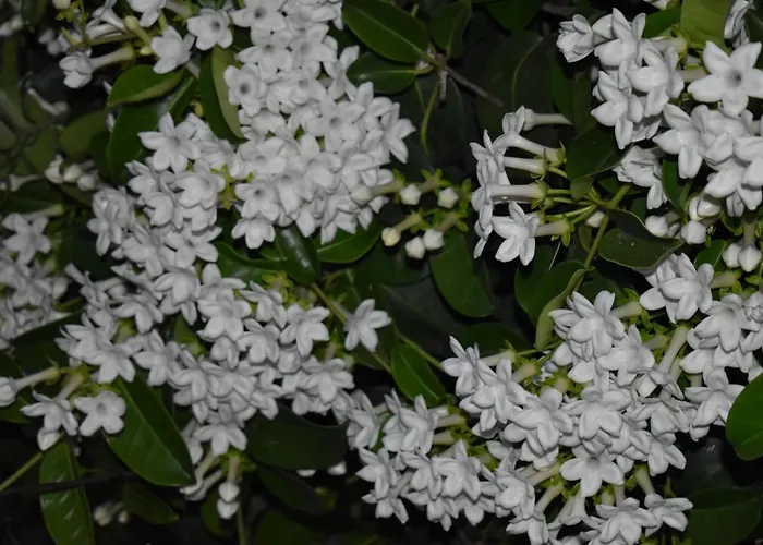 Romantica San Bartolomé