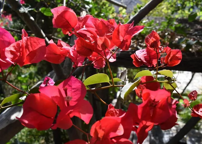 Romantica Alojamento de Acomodação e Pequeno-almoço 4*