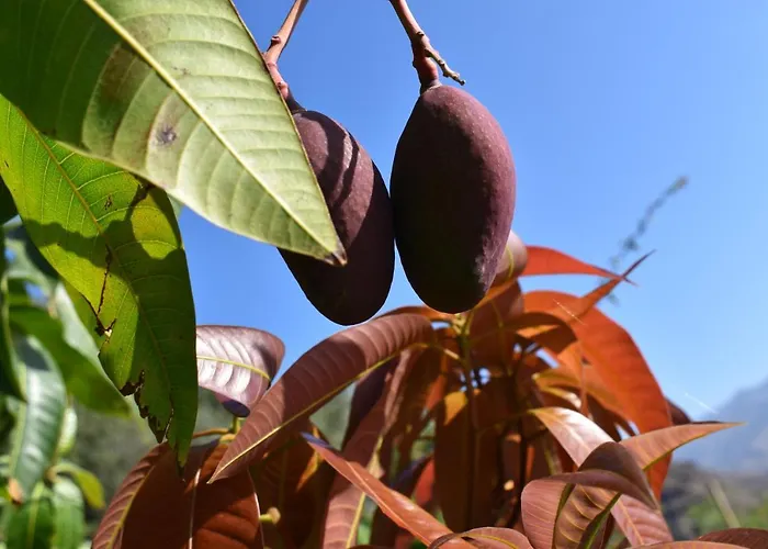 Alojamento de Acomodação e Pequeno-almoço Romantica