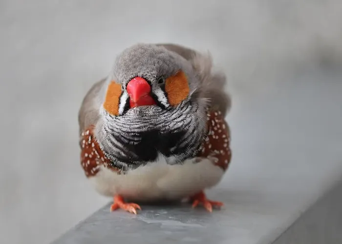Alojamento de Acomodação e Pequeno-almoço Romantica San Bartolomé