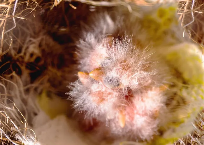 Alojamento de Acomodação e Pequeno-almoço Romantica 4*