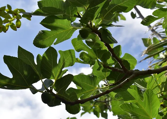Alojamento de Acomodação e Pequeno-almoço Romantica San Bartolomé