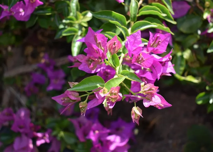 Romantica Alojamento de Acomodação e Pequeno-almoço San Bartolomé