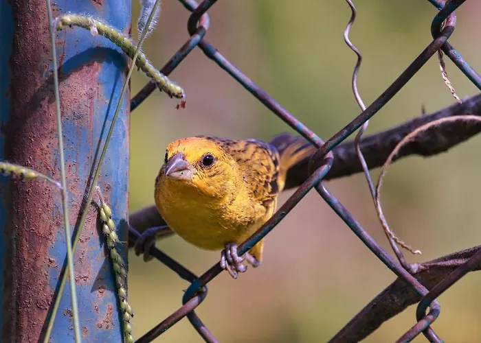 Romantica San Bartolomé